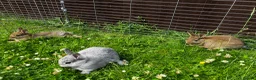 Netherland Dwarf rabbits for sale: FOUR BABY NETHERLAND DWARFS FOR SALE - Advert 4