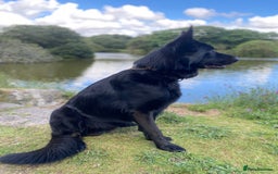 German Shepherd dogs for sale: Working Line German Shepherd Puppies – Cornwall - Image 12