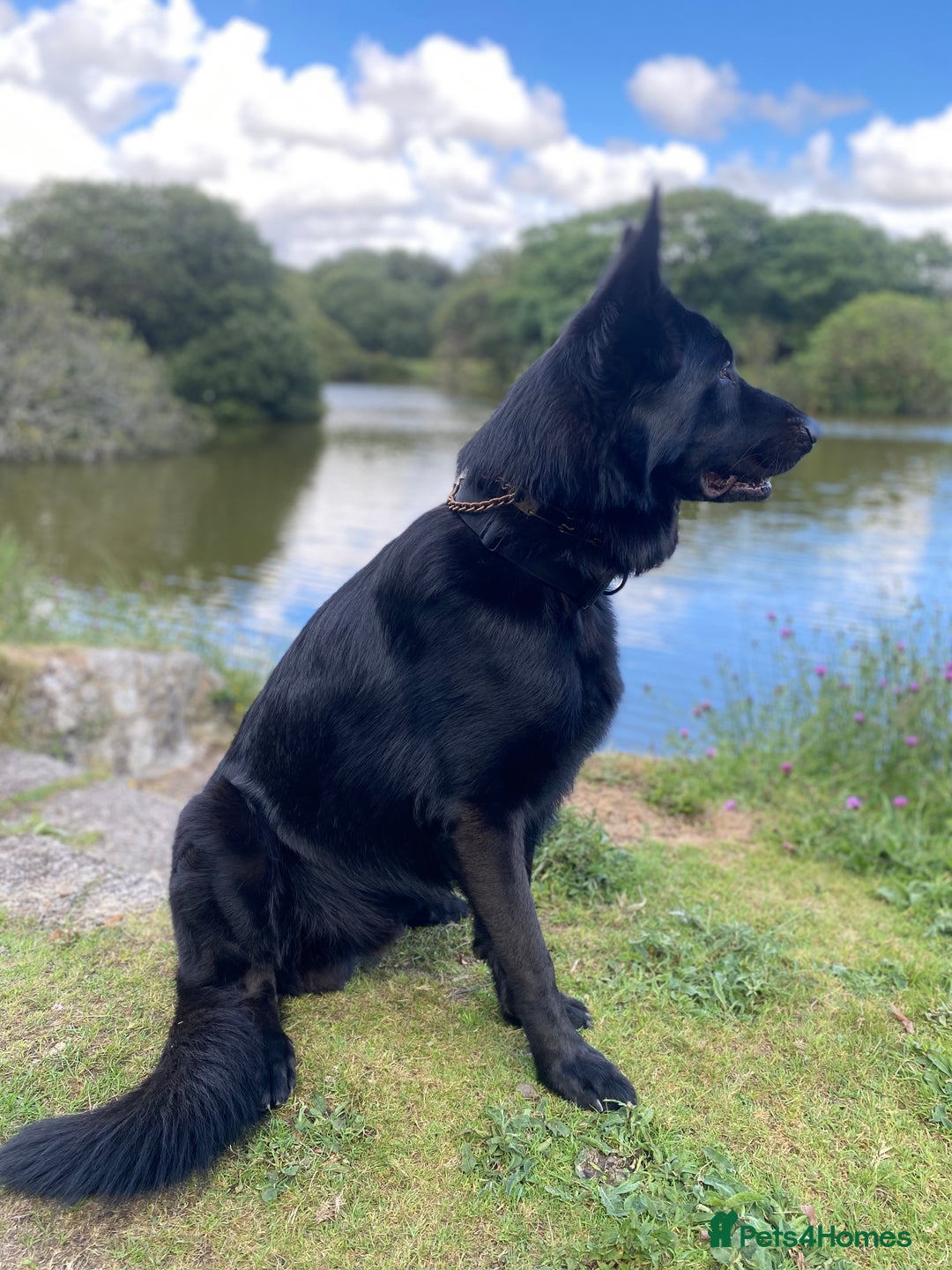 German Shepherd dogs for sale: Working Line German Shepherd Puppies – Cornwall - Image 12