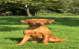 Labrador Retriever dogs for stud: Stunning Red Dog Available At Stud - Image 5