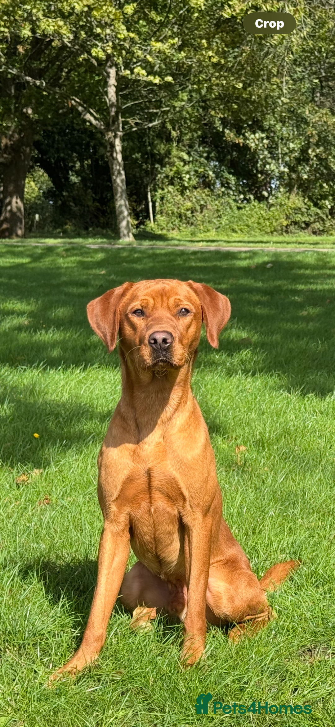Labrador Retriever dogs for stud: Stunning Red Dog Available At Stud - Image 5