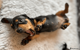 Dachshund dogs for sale: Beautiful Dachshund Puppies Ready to go 8th Nov  - Image 28