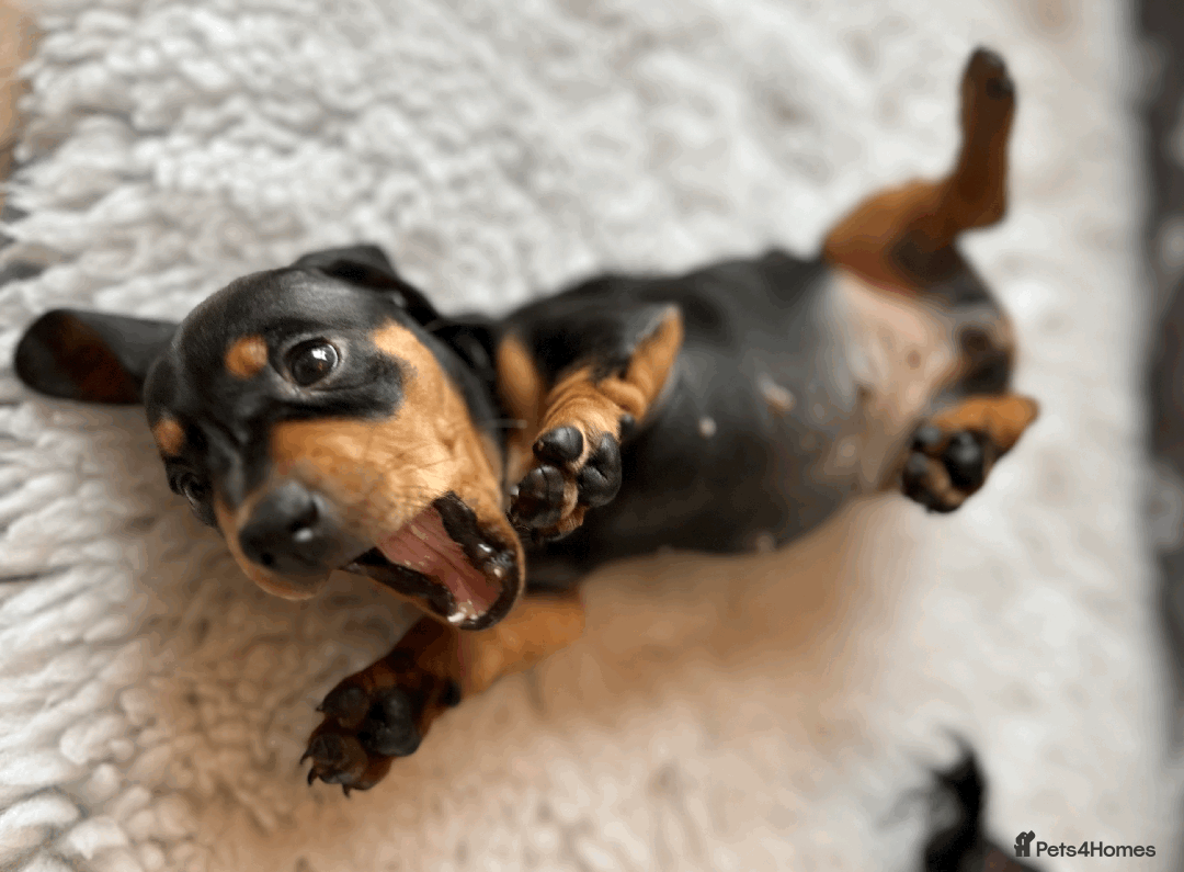 Dachshund dogs for sale: Beautiful Dachshund Puppies Ready to go 8th Nov  - Image 28
