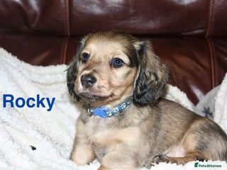 Miniature Dachshund dogs KC registered miniature dachshunds - Advert 10