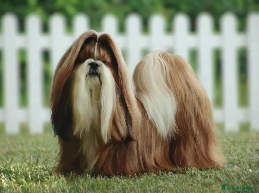 Shih Tzu dogs for sale: Stunning breed standard Shih Tzus  - Advert 3