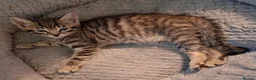 Mixed Breed cats for sale: Gorgeous Pure Tabby healthy kittens - Advert 6