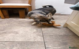 Mixed Breed dogs for adoption: Mila! in Staines - Image 14