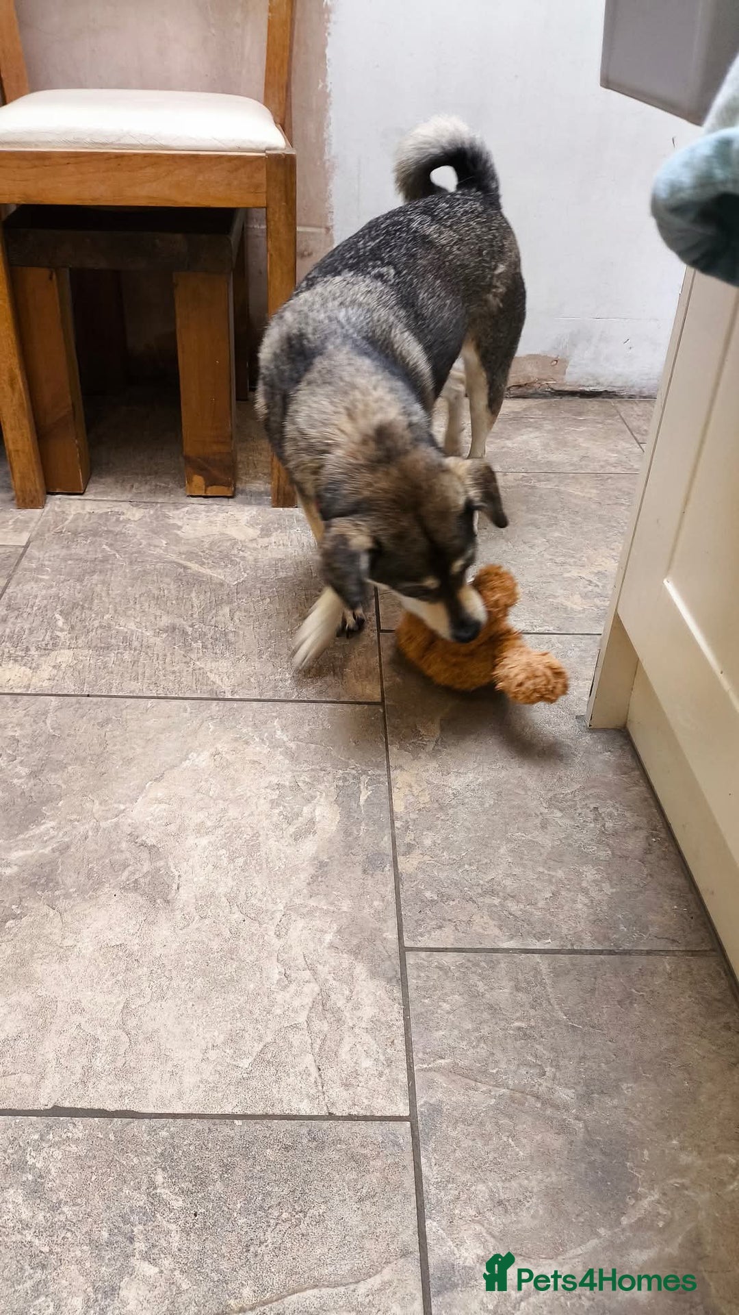 Mixed Breed dogs for adoption: Mila! in Staines - Image 14