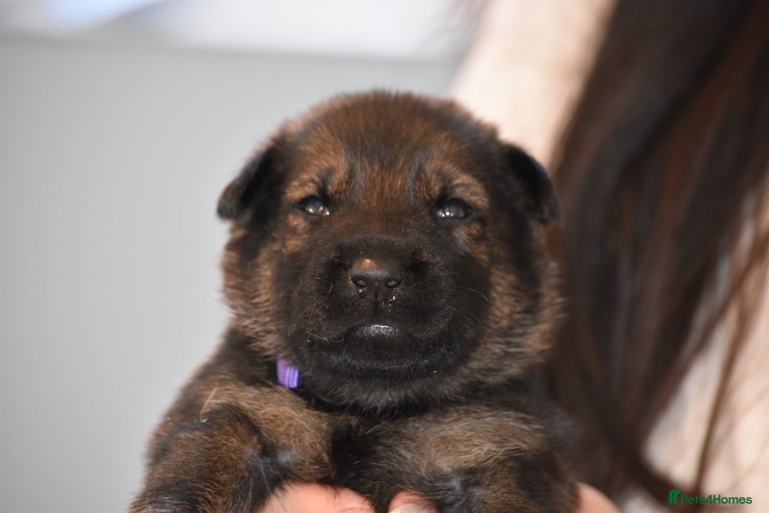 Mixed Breed dogs for sale: GSD × Dutch Herder – Top European Working Lines - Advert 12