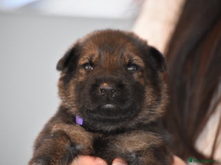 Mixed Breed dogs GSD × Dutch Herder – Top European Working Lines - Advert 1