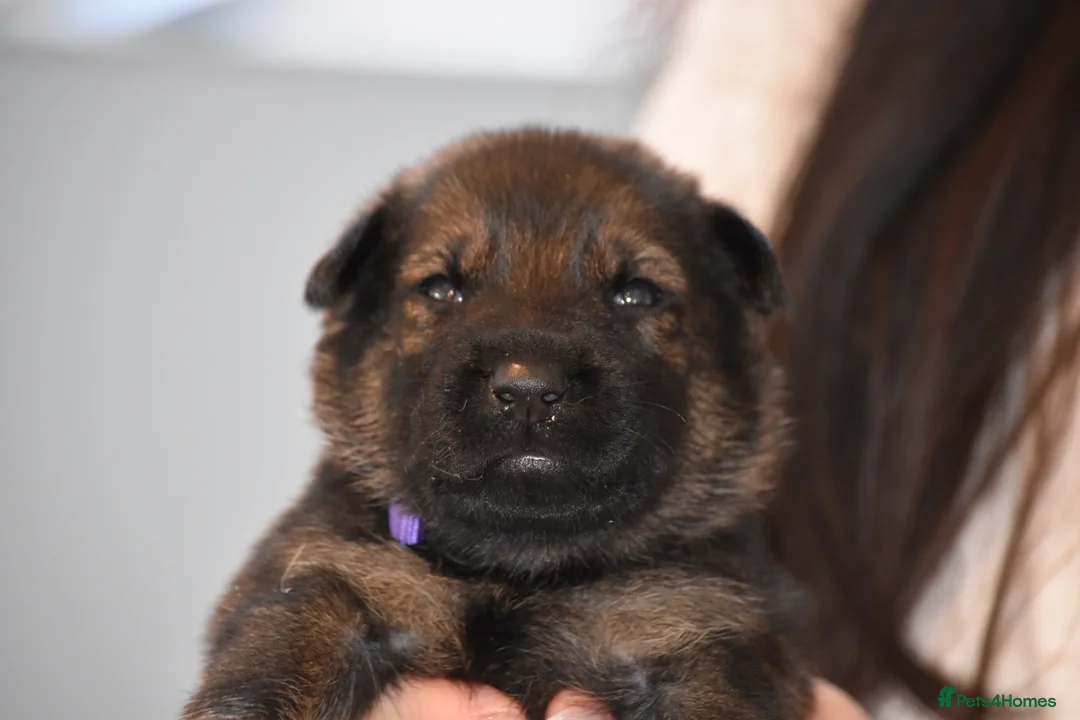 Mixed Breed dogs for sale: GSD × Dutch Herder – Top European Working Lines - Advert 13