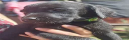 Labrador Retriever dogs for sale: Gorgeous Black Labrador Puppies - Advert 15