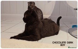 British Shorthair cats for sale: Chocolate Brown British Blue and Grey Fold Boys - Image 2
