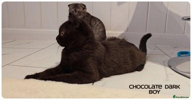 British Shorthair cats - Advert 10