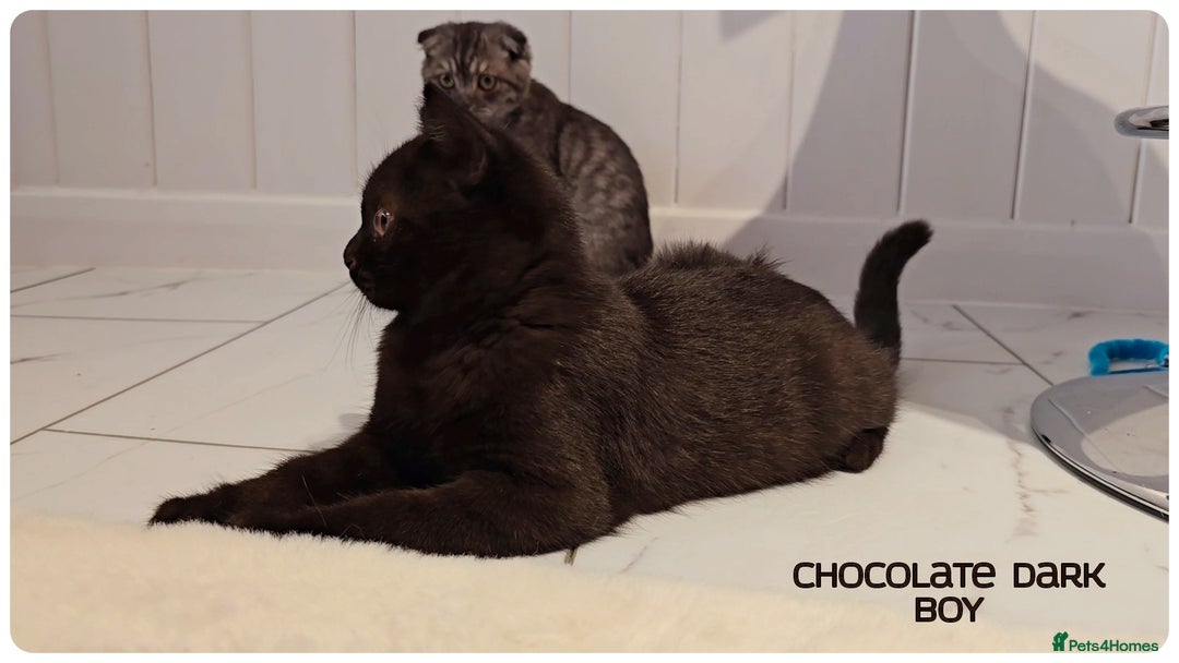 British Shorthair cats for sale: Chocolate Brown British Blue and Grey Fold Boys - Image 2