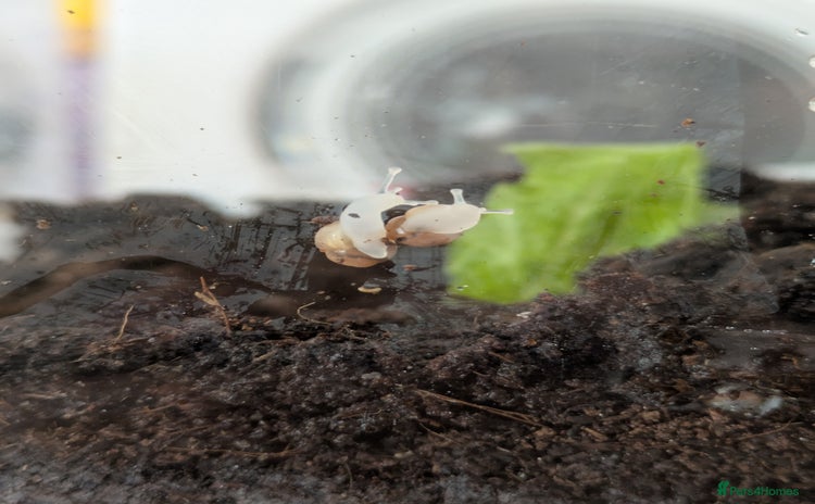 Snails invertebrates - Advert 2