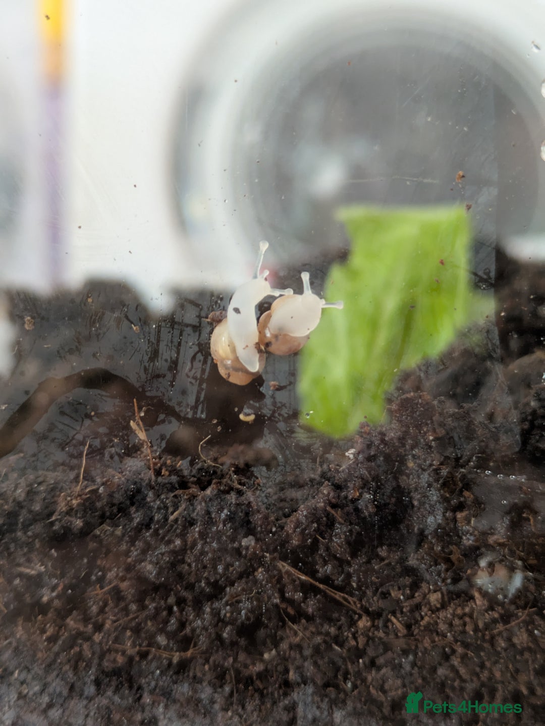 Snails invertebrates for sale: Giant African land snails  - Image 1