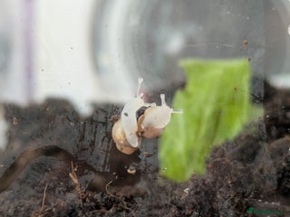 Snails invertebrates - Advert 5