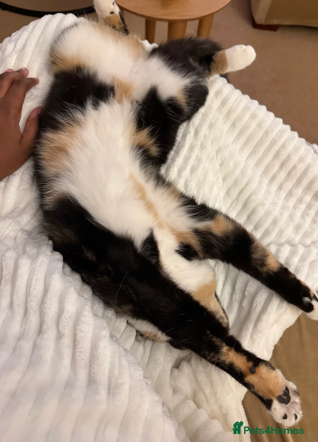 Mixed Breed cats for sale: 💛 Nova - Sweet tortie looking for a loving home - Advert 8