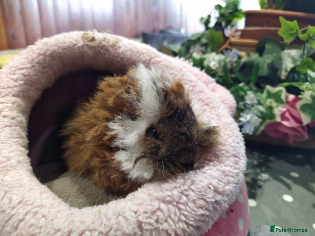 Guinea Pig rodents for sale: Five gorgeous male guinea pigs different breeds in Milnthorpe - Image 23