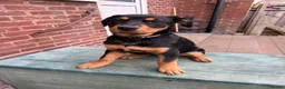 Rottweiler dogs for sale: Last 3 puppies of litter - Advert 10