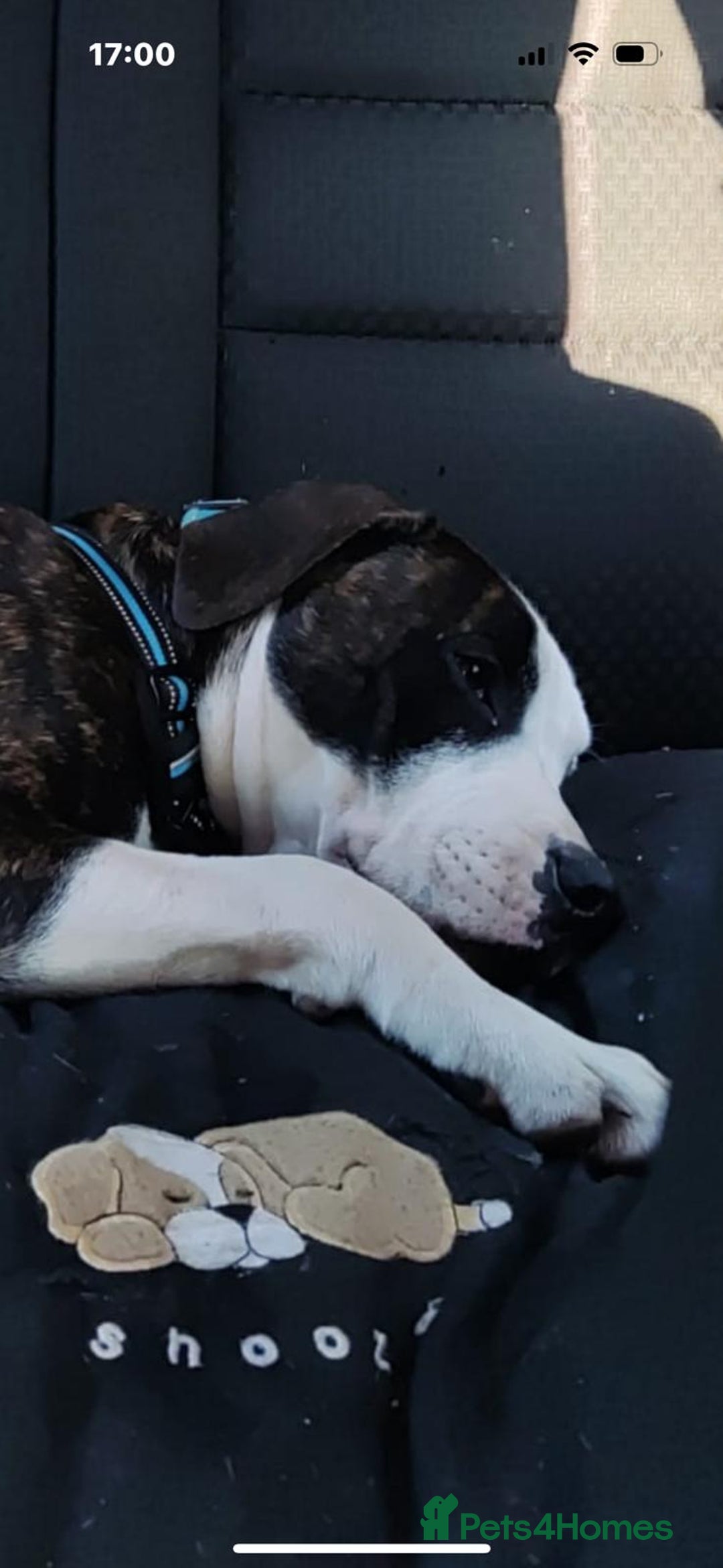Mixed Breed dogs for sale: Staffy cross blue blood bulldog - Image 2
