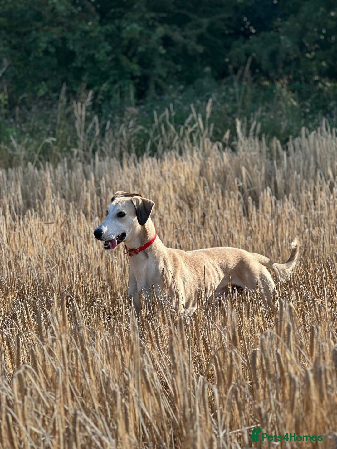 Mixed Breed dogs for sale: Collie x Saluki Greyhound  - Advert 7