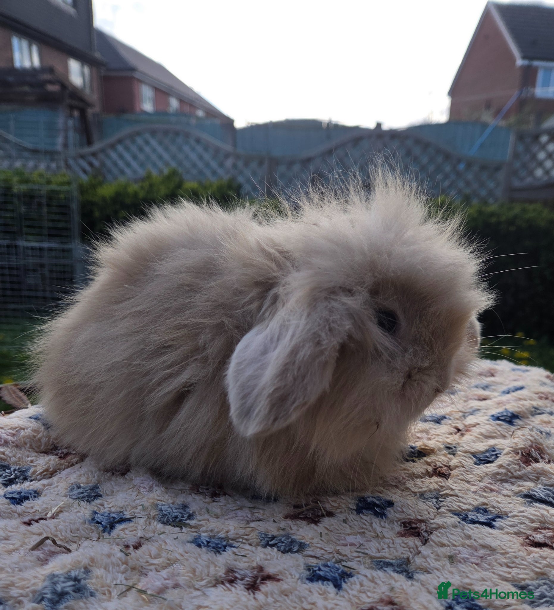 Angora rabbits for sale: Teddywidders - Advert 16