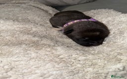 Mixed Breed dogs for sale: Cane corso mix Akita  - Image 21