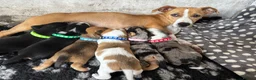 Mixed Breed dogs for sale: Jack Russel x Yorkshire terrier  in High Peak - Advert 30