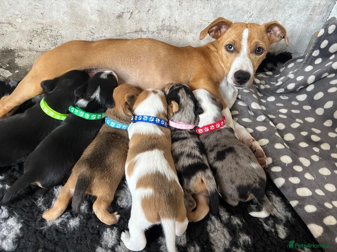 Mixed Breed dogs for sale: Jack Russel x Yorkshire terrier  in High Peak - Advert 30