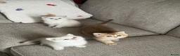 Scottish Fold cats for sale:  Beautiful Scottish Kittens  - Advert 6