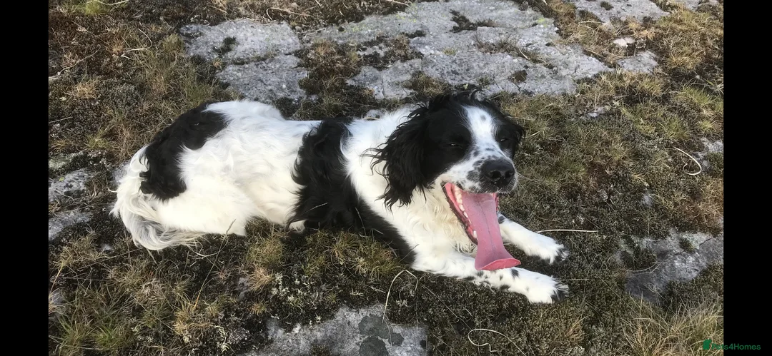 English Springer Spaniel dogs for sale: English Springer Spaniel puppies  - Advert 2