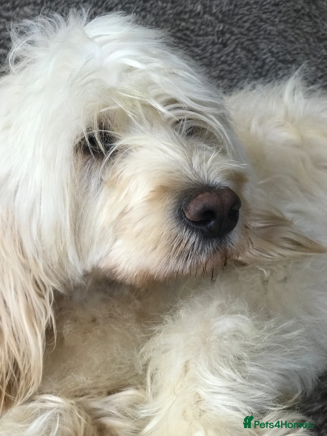Portuguese Water Dog dogs for sale: Pure Portuguese water dogs for sale in Falmouth - Advert 5