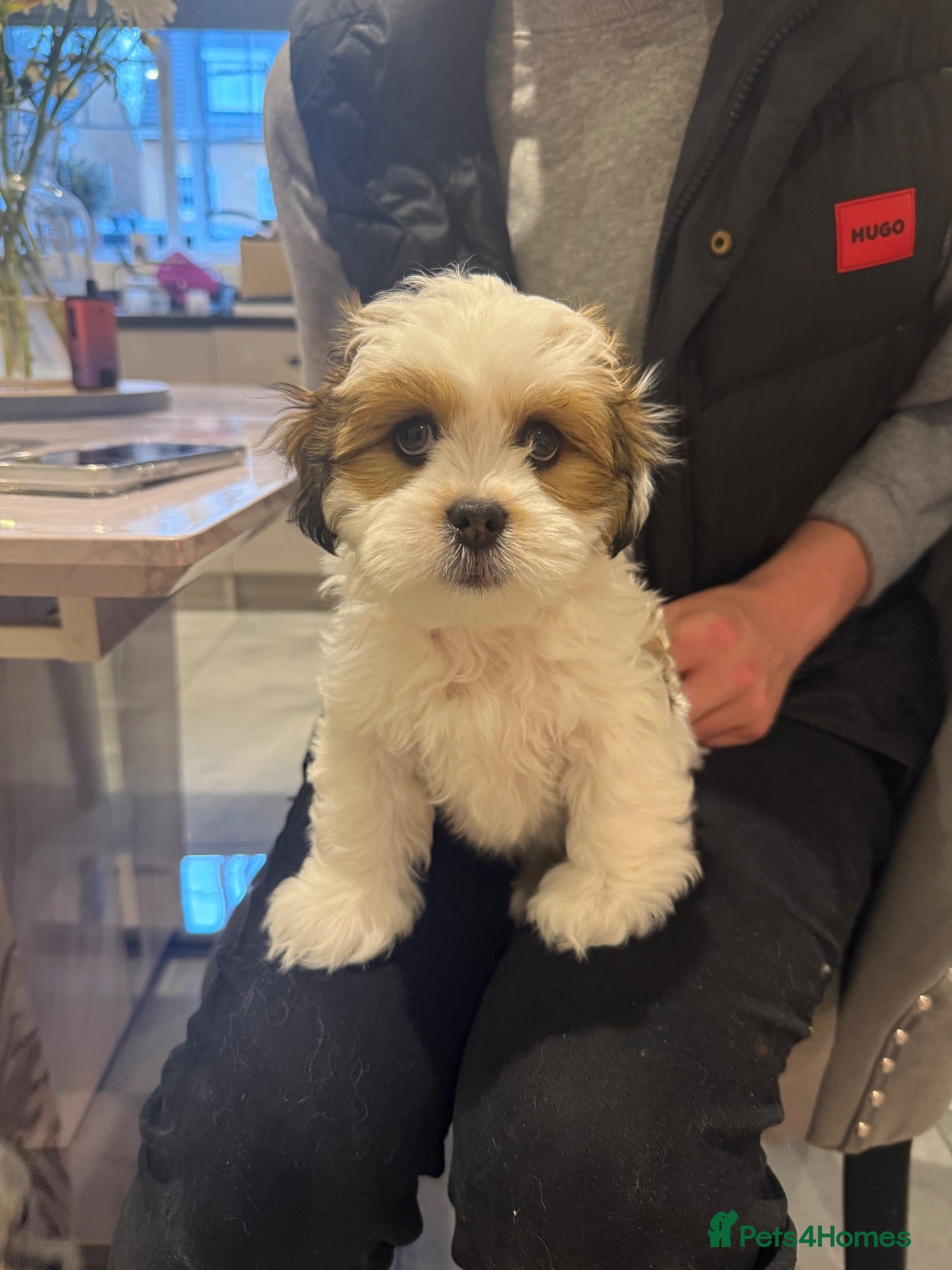Lhasa Apso dogs Gorgeous Lhasa apso boy  - Advert 14
