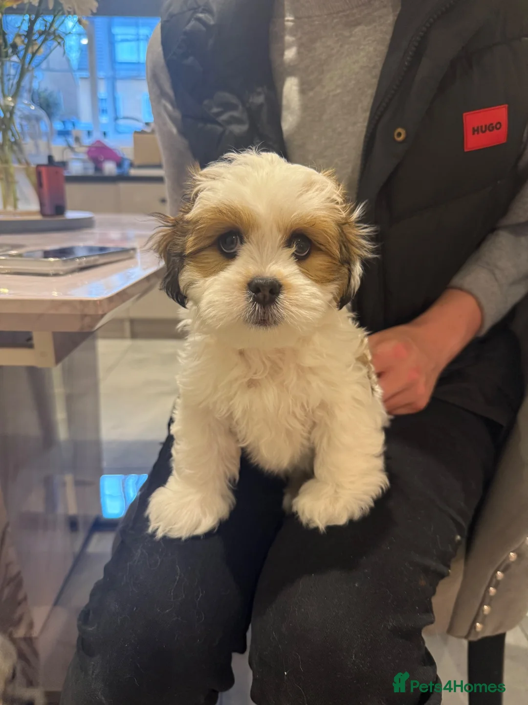 Lhasa Apso dogs for sale: Gorgeous Lhasa apso boy  - Advert 1