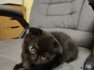 Scottish Fold cats 3 beauties is ready to leave - Advert 8