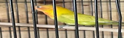 Lovebirds birds for sale: Lovebirds for Sale - Advert 2
