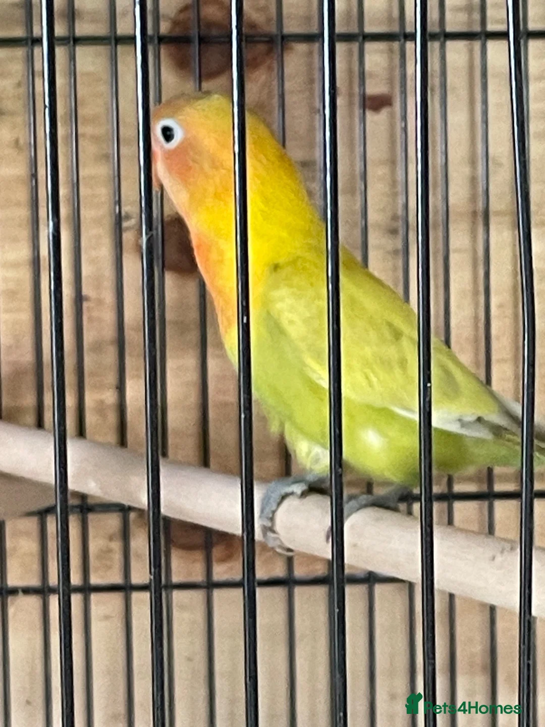 Lovebirds birds for sale: Lovebirds for Sale - Advert 2