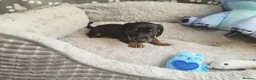 Dachshund dogs for sale: Mega cute long haired dachshund puppies  - Advert 6