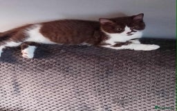 British Shorthair cats for sale: quality kittens gccf registered - Image 17