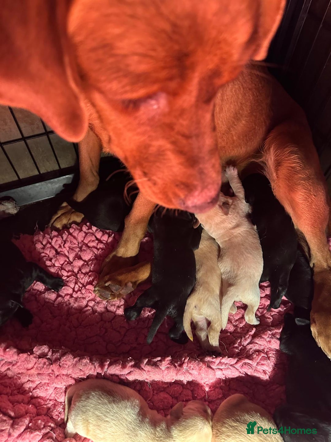 Labrador Retriever dogs for sale: 7 week old fantastic labrador pups  - Advert 2