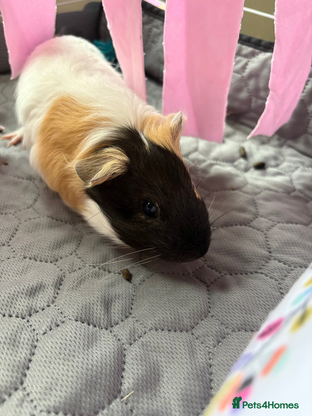 Guinea Pig rodents for sale: 2 Female 4 month old Guineapigs  - Image 4