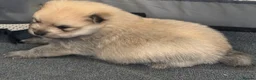 Pomeranian dogs for sale: Five beautiful fluffy Pomeranian puppies  - Advert 33