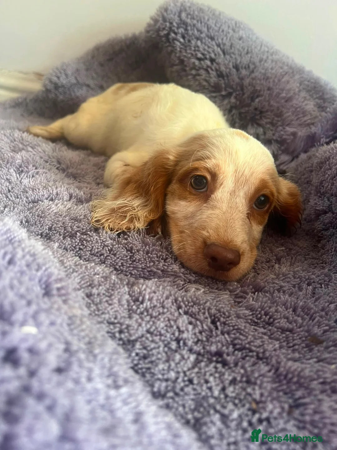 Sprocker dogs for sale: 🐾  Beautiful F2 Sprocker Spaniel Puppies 🐾 - Advert 2