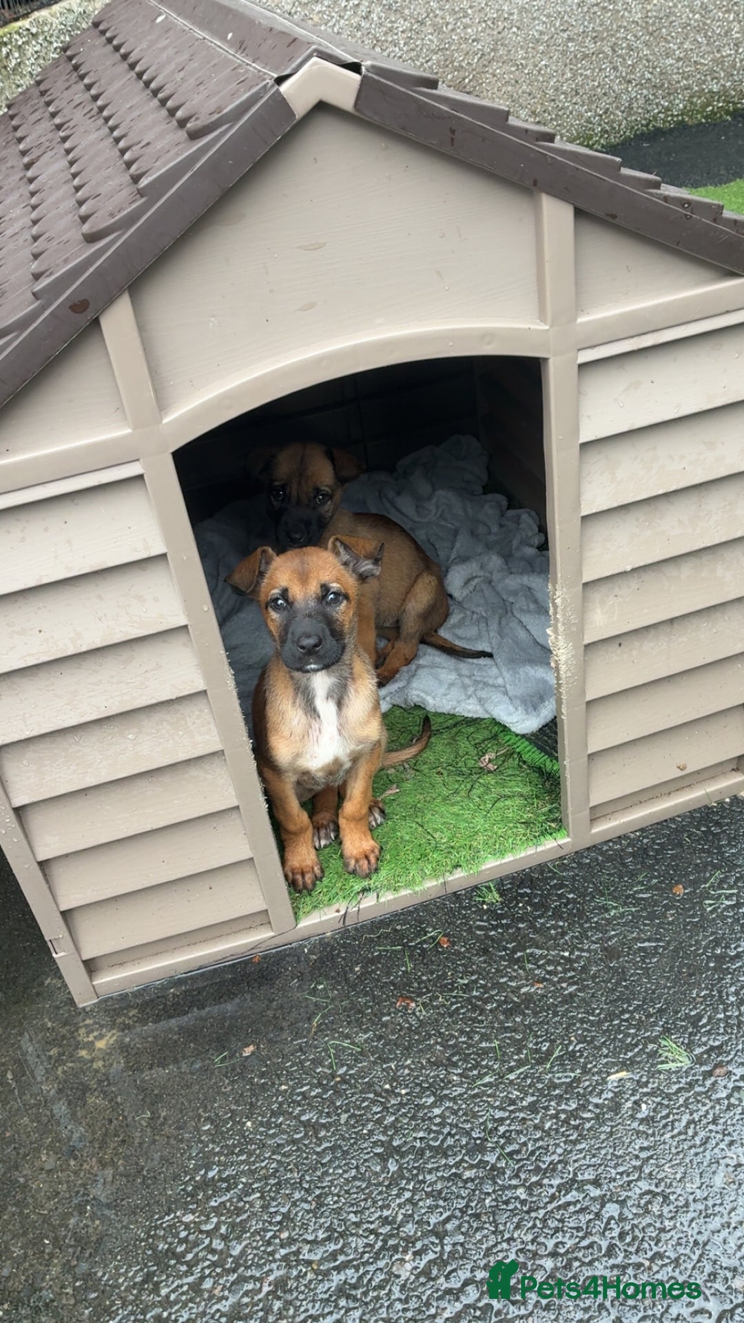 German Shepherd dogs for sale: Belgian Malinois  - Image 7