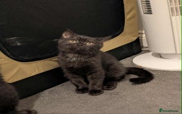 British Shorthair cats for sale: Ready now!! British shorthair kittens  - Image 9