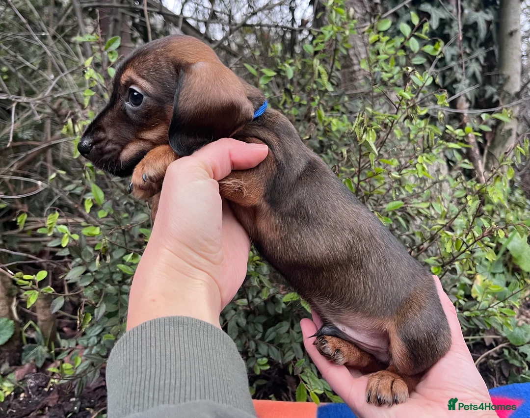 Miniature Dachshund dogs for sale: Health tested KC Miniature Wire Dachshunds - Advert 5