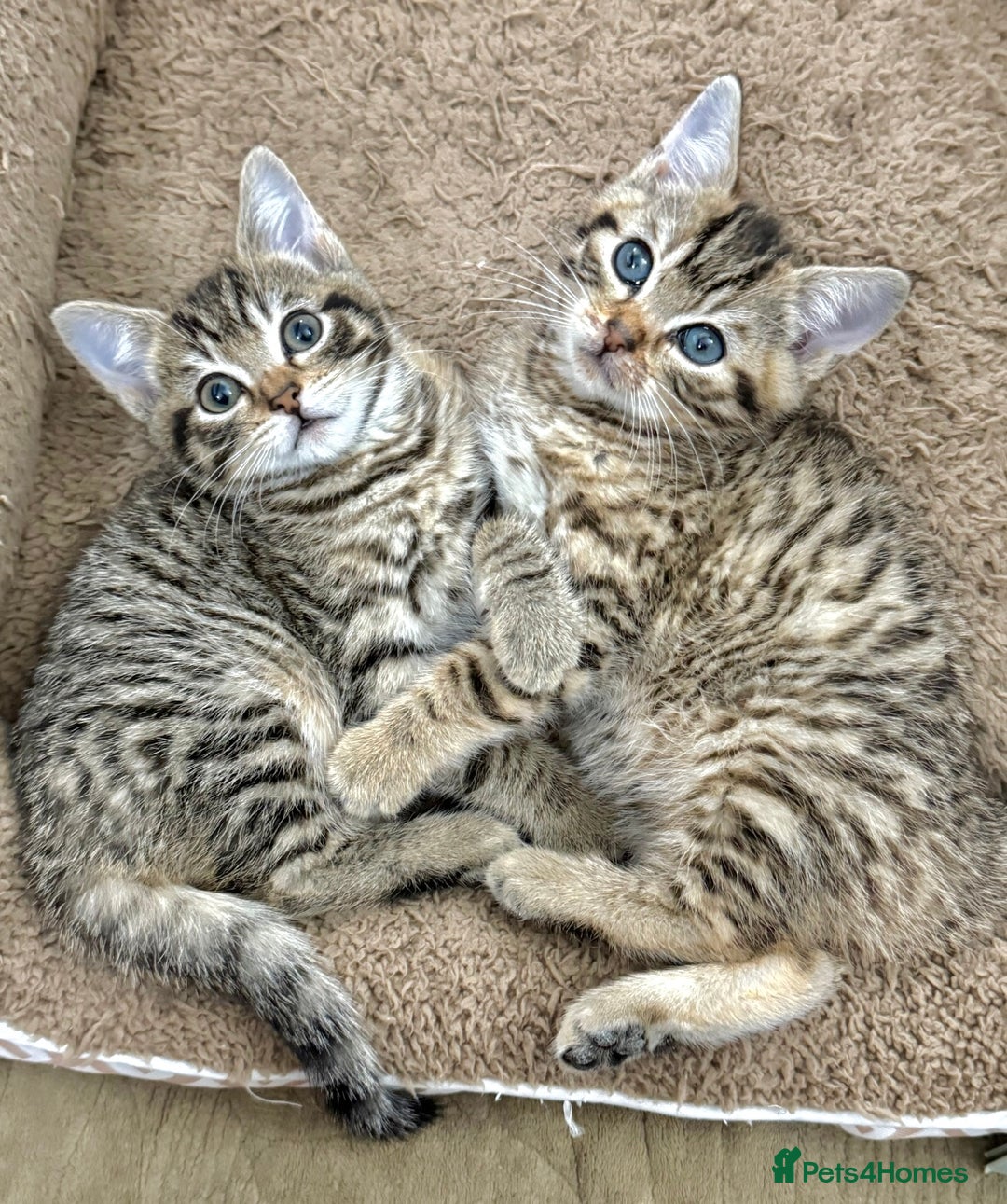 Mixed Breed cats for sale: GORGEOUS KITTENS  - Advert 14