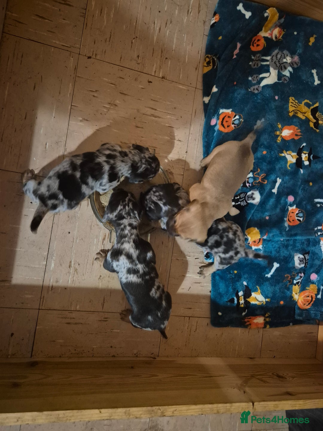 Mixed Breed dogs for sale: Dapple dachs cross frenchie - Advert 3